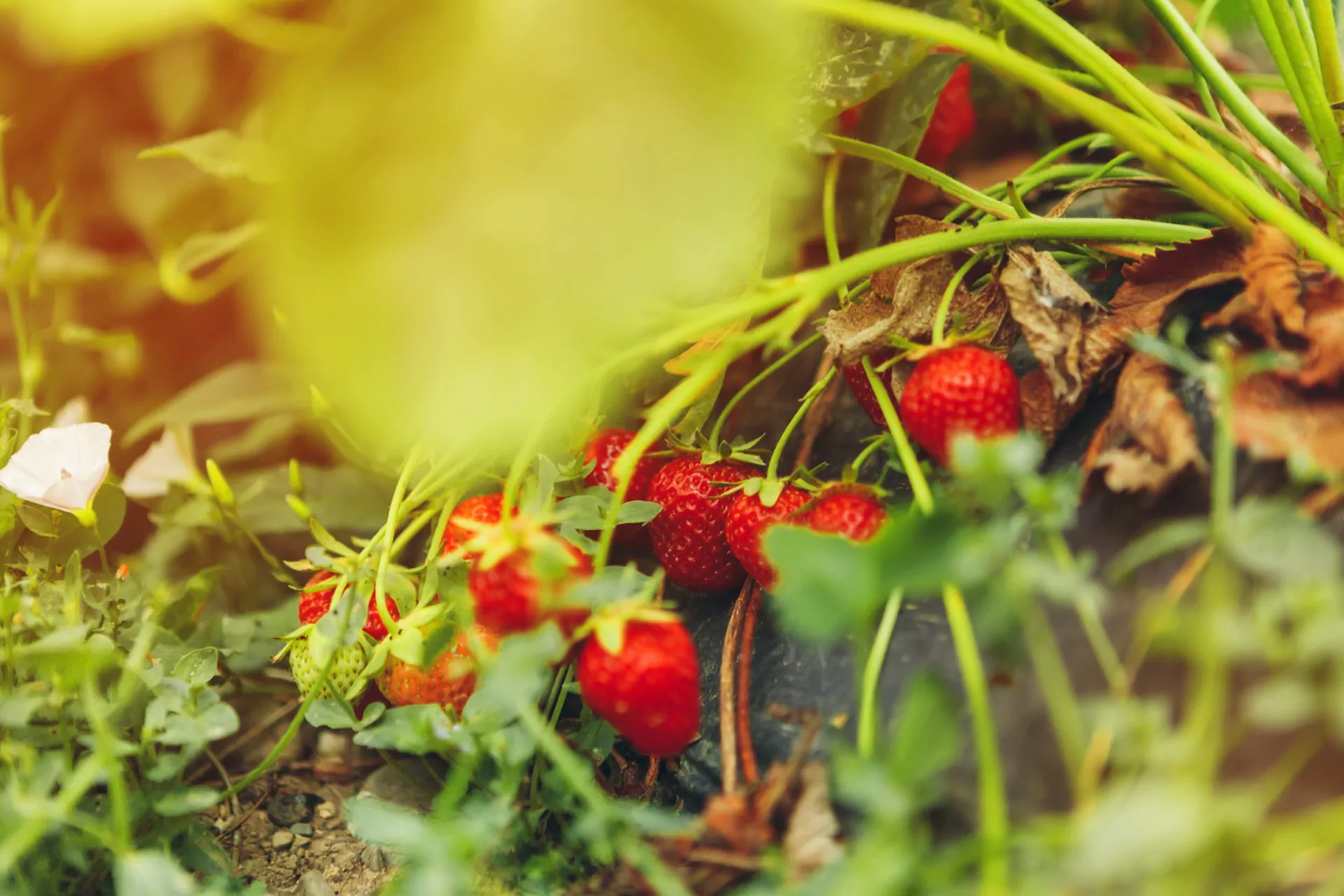 Erdbeeren